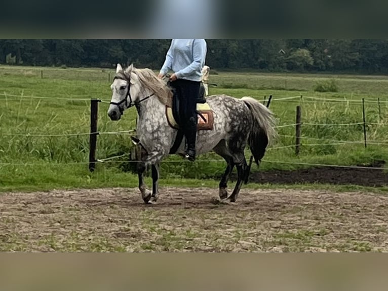 Węgierski koń sportowy Mix Ogier 9 lat 145 cm Siwa in Roswinkel