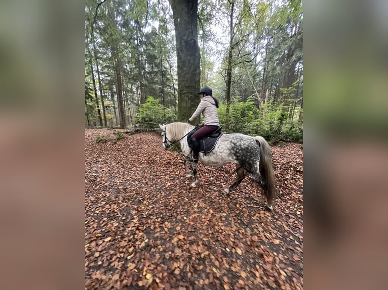 Węgierski koń sportowy Mix Ogier 9 lat 145 cm Siwa in Roswinkel