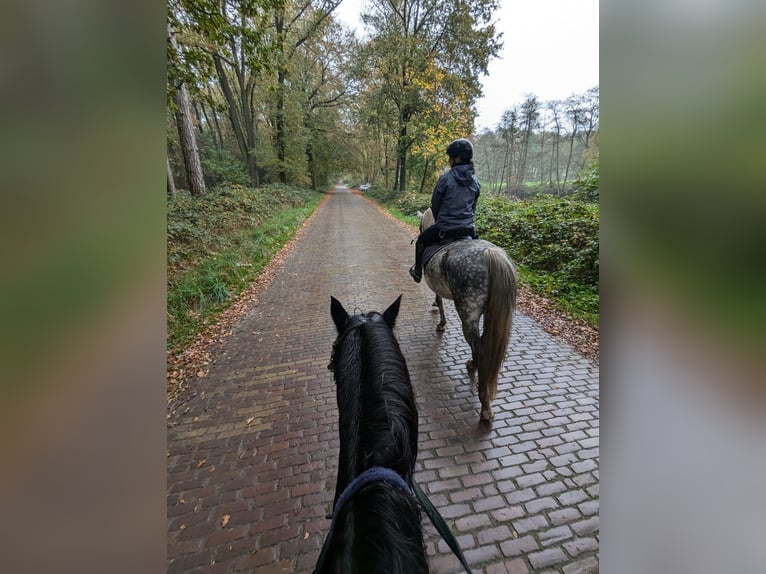 Węgierski koń sportowy Mix Ogier 9 lat 145 cm Siwa in Roswinkel