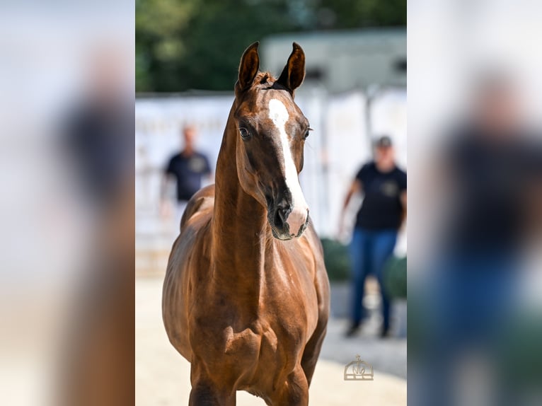 Węgierski koń sportowy Ogier Źrebak (03/2026) 178 cm Ciemnokasztanowata in Újfehértó