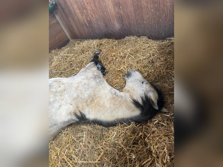 Węgierski koń sportowy Wałach 10 lat 142 cm Siwa jabłkowita in Breisach am Rhein