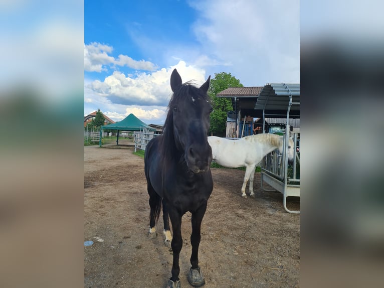 Węgierski koń sportowy Wałach 10 lat 153 cm Kara in Erlenbach im Simmental