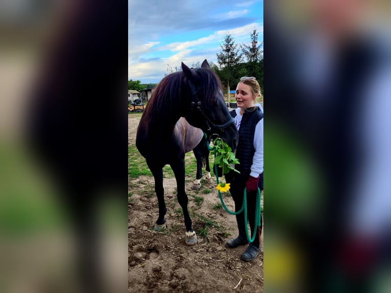 Węgierski koń sportowy Wałach 10 lat 153 cm Kara in Erlenbach im Simmental