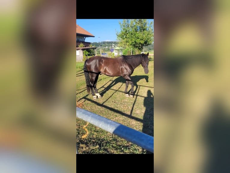 Węgierski koń sportowy Wałach 10 lat 153 cm Kara in Erlenbach im Simmental