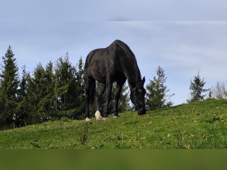 Węgierski koń sportowy Wałach 10 lat 160 cm Kara in Altusried