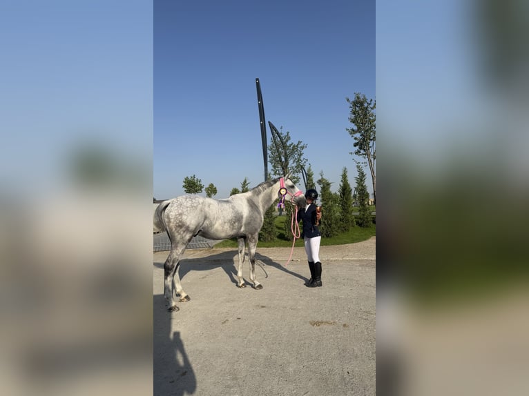 Węgierski koń sportowy Wałach 10 lat 167 cm Siwa in Pieleşti