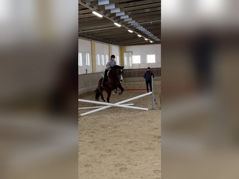 Węgierski koń sportowy Wałach 10 lat 180 cm Gniada in Loosdorf