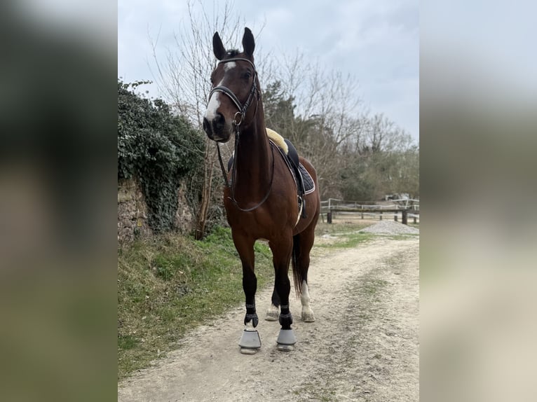 Węgierski koń sportowy Wałach 10 lat 180 cm Gniada in Loosdorf