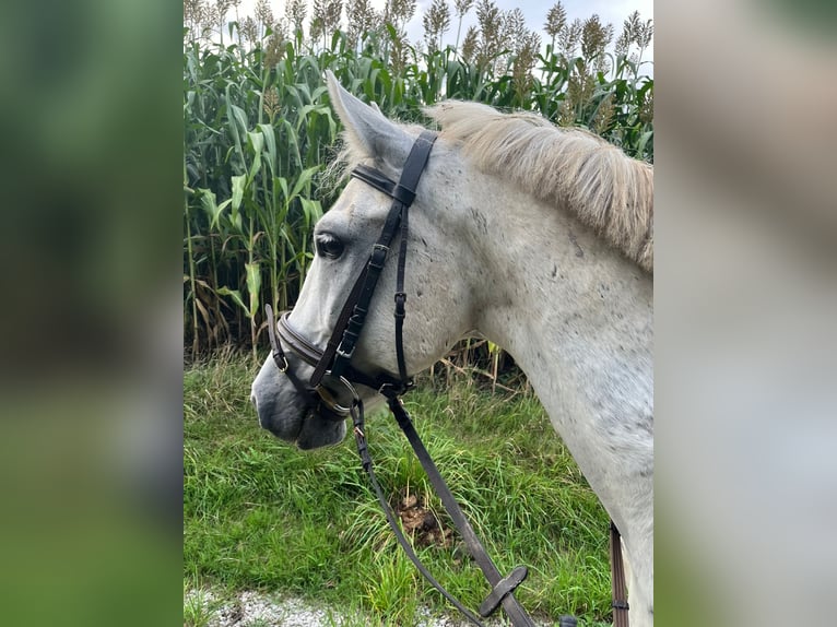 Węgierski koń sportowy Wałach 11 lat 140 cm Siwa in Grenzach-Wyhlen
