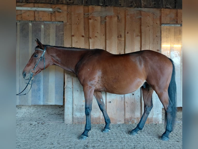 Węgierski koń sportowy Wałach 11 lat 160 cm Gniada in Immenstadt im Allgäu