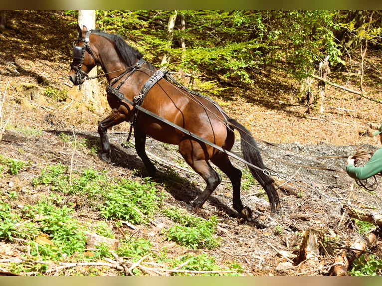 Węgierski koń sportowy Wałach 11 lat 161 cm Gniada in Mittenaar