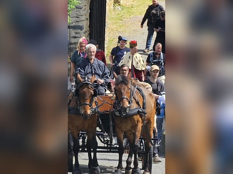 Węgierski koń sportowy Wałach 11 lat 161 cm Gniada in Mittenaar