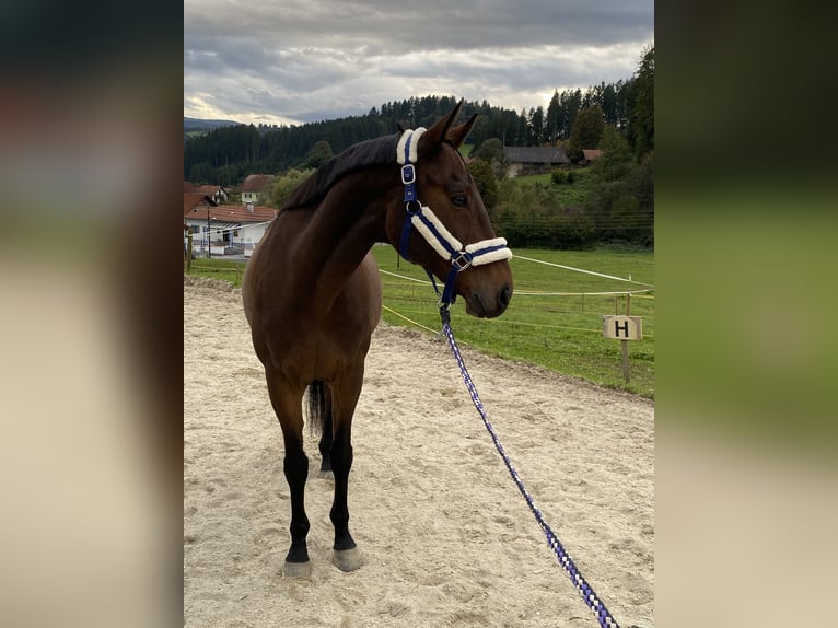Węgierski koń sportowy Wałach 11 lat 163 cm Gniada in Graz Węgierski koń sportowy Wałach 11 lat 163 cm Gniada in Graz