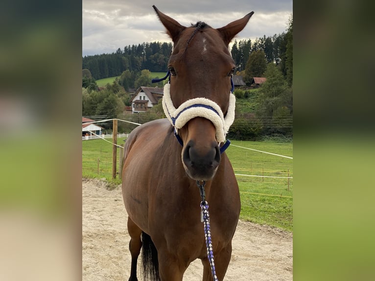 Węgierski koń sportowy Wałach 11 lat 163 cm Gniada in Graz Węgierski koń sportowy Wałach 11 lat 163 cm Gniada in Graz
