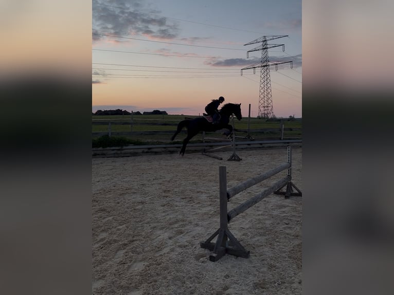 Węgierski koń sportowy Wałach 11 lat 165 cm Kara in Hetzles