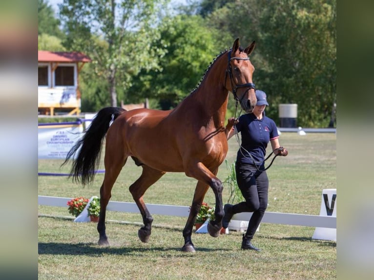 Węgierski koń sportowy Wałach 11 lat 173 cm Gniada in Breitenfurt bei Wien