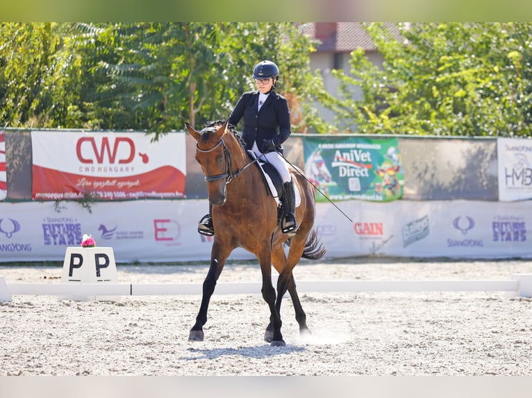 Węgierski koń sportowy Wałach 11 lat 175 cm Ciemnogniada in Nagykanizsa