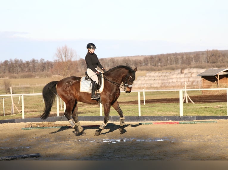 Węgierski koń sportowy Wałach 11 lat 175 cm Ciemnogniada in Nagykanizsa