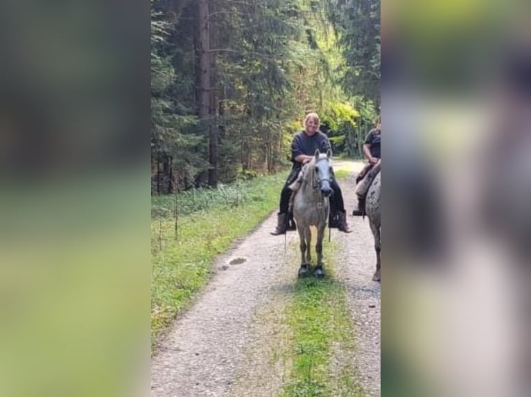 Węgierski koń sportowy Mix Wałach 12 lat 142 cm Siwa jabłkowita in Mengkofen