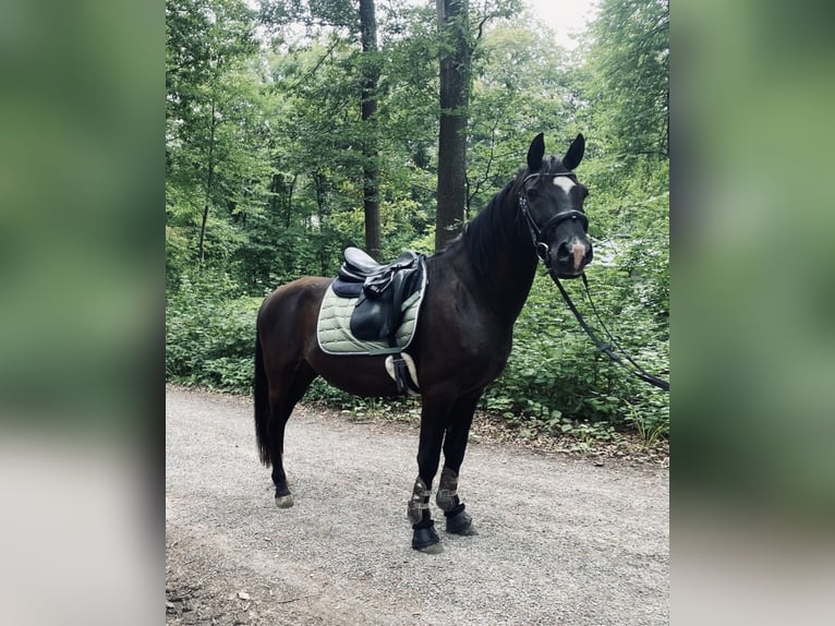 Węgierski koń sportowy Wałach 12 lat 153 cm Kara in Esslingen am Neckar