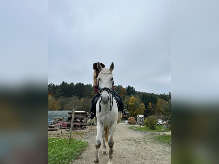 Węgierski koń sportowy Wałach 12 lat 160 cm Siwa w hreczce in Sinabelkirchen