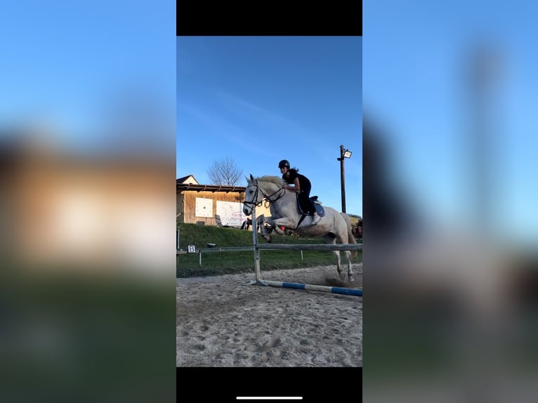 Węgierski koń sportowy Wałach 12 lat 160 cm Siwa w hreczce in Sinabelkirchen