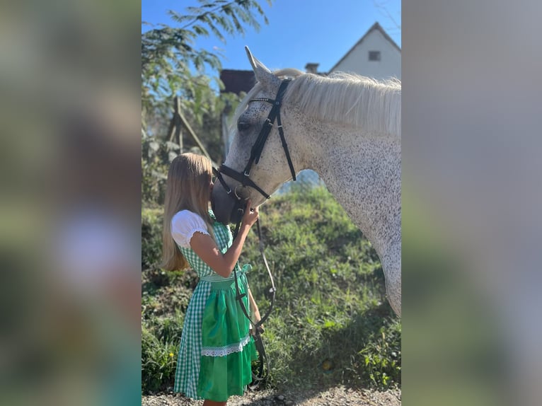 Węgierski koń sportowy Wałach 12 lat 160 cm Siwa w hreczce in Sinabelkirchen