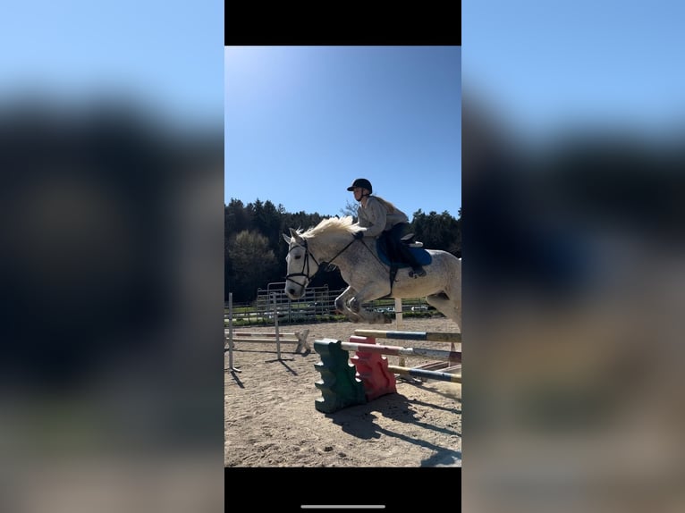 Węgierski koń sportowy Wałach 12 lat 160 cm Siwa w hreczce in Sinabelkirchen