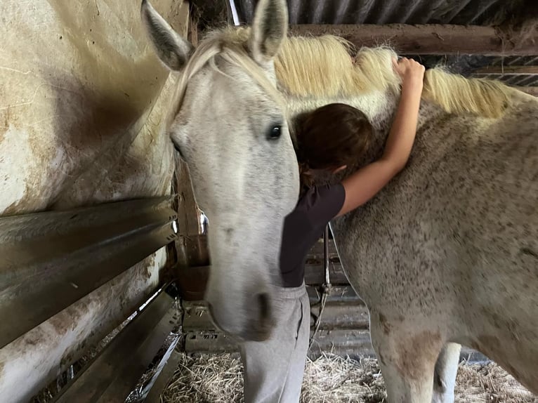 Węgierski koń sportowy Wałach 12 lat 160 cm Siwa w hreczce in Sinabelkirchen