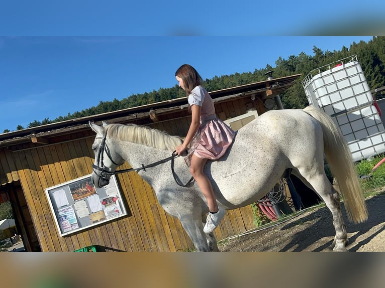 Węgierski koń sportowy Wałach 12 lat 160 cm Siwa w hreczce in Sinabelkirchen