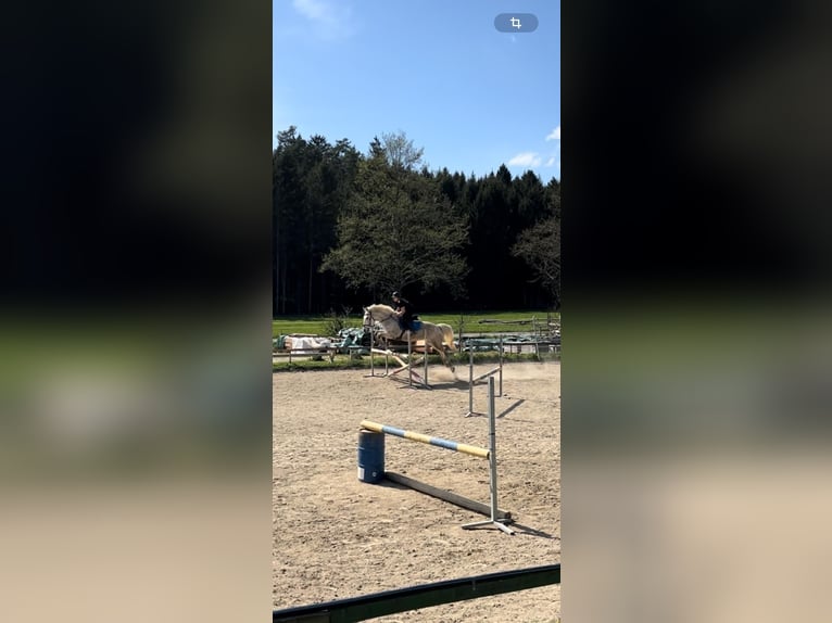 Węgierski koń sportowy Wałach 12 lat 160 cm Siwa w hreczce in Sinabelkirchen
