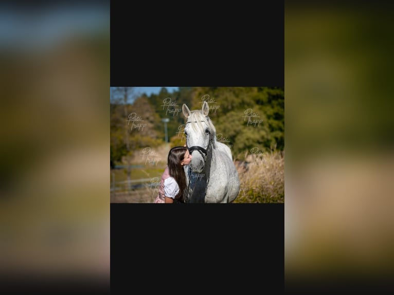 Węgierski koń sportowy Wałach 12 lat 160 cm Siwa w hreczce in Sinabelkirchen