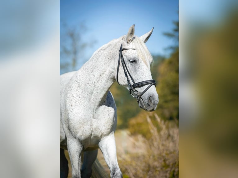 Węgierski koń sportowy Wałach 12 lat 160 cm Siwa w hreczce in Sinabelkirchen
