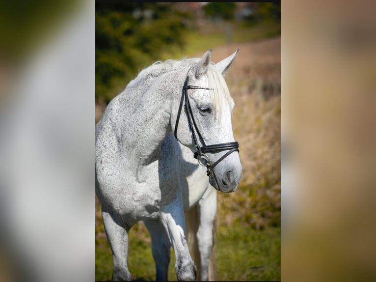 Węgierski koń sportowy Wałach 12 lat 160 cm Siwa w hreczce in Sinabelkirchen