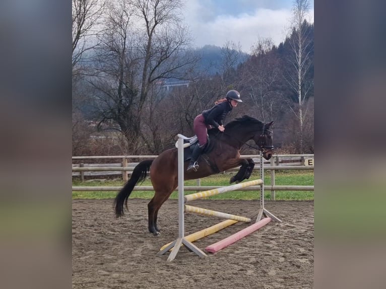 Węgierski koń sportowy Wałach 12 lat 163 cm Gniada in Gummern