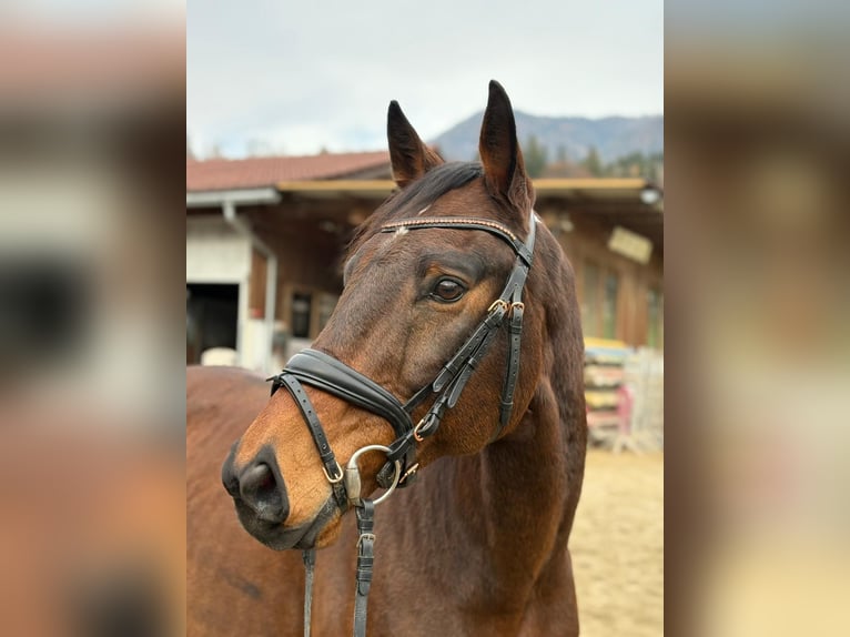 Węgierski koń sportowy Wałach 12 lat 163 cm Gniada in Gummern