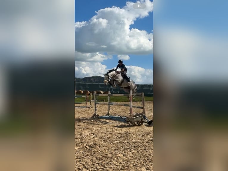 Węgierski koń sportowy Wałach 12 lat 175 cm Siwa in Nemesgulacs