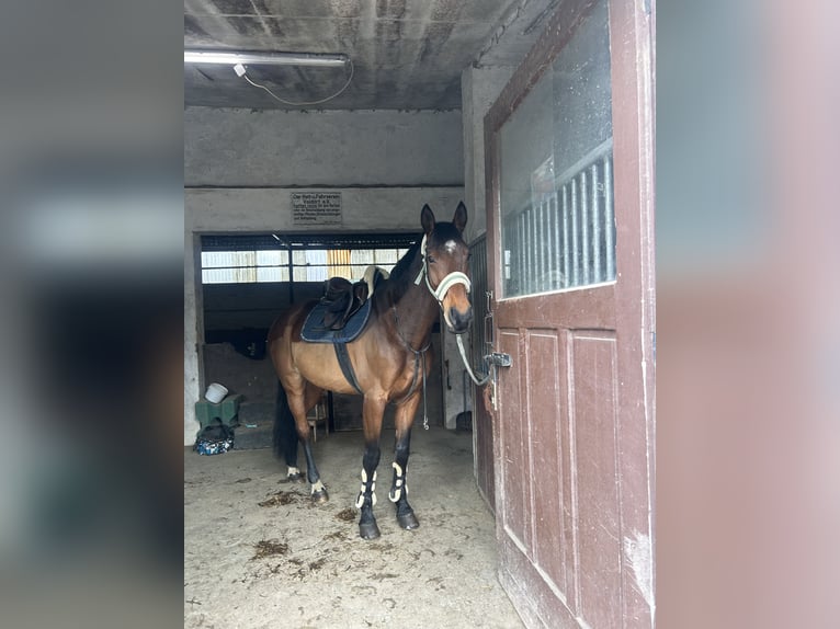 Węgierski koń sportowy Wałach 13 lat 163 cm Gniada in Vlotho