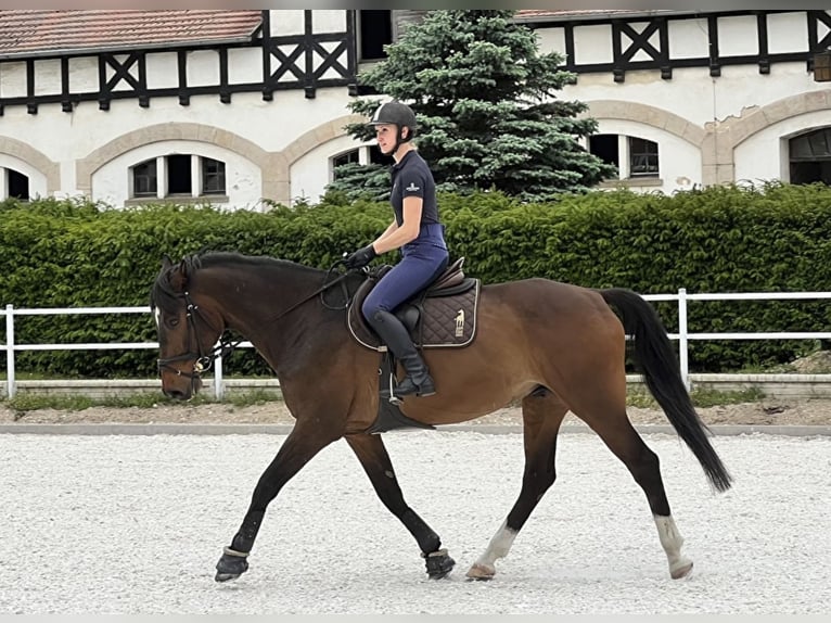 Węgierski koń sportowy Wałach 13 lat 166 cm Gniada in Wałbrzych
