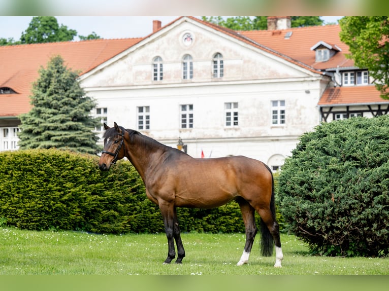 Węgierski koń sportowy Wałach 13 lat 166 cm Gniada in Wałbrzych