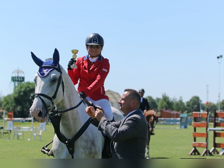 Węgierski koń sportowy Wałach 13 lat 170 cm Siwa in Neumarkt an der Raab
