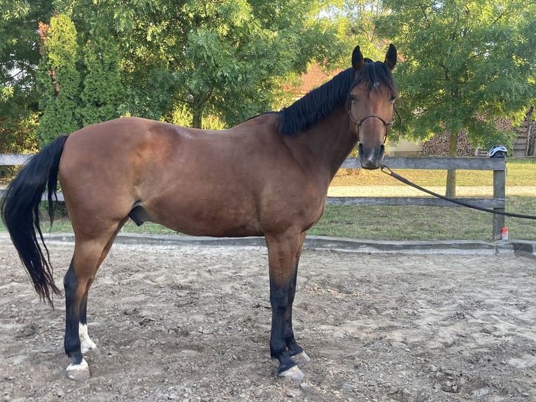 Węgierski koń sportowy Wałach 14 lat 164 cm Ciemnogniada in Zirndorf