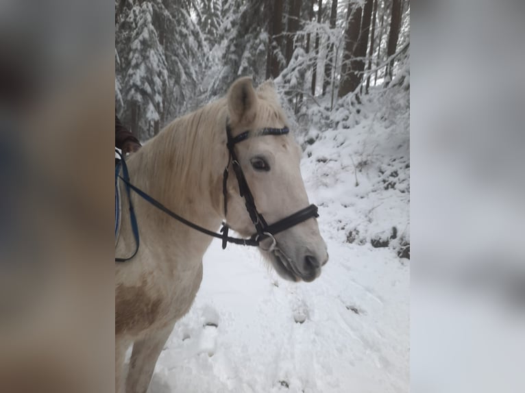 Węgierski koń sportowy Wałach 15 lat 150 cm Siwa jabłkowita in Edelschrott