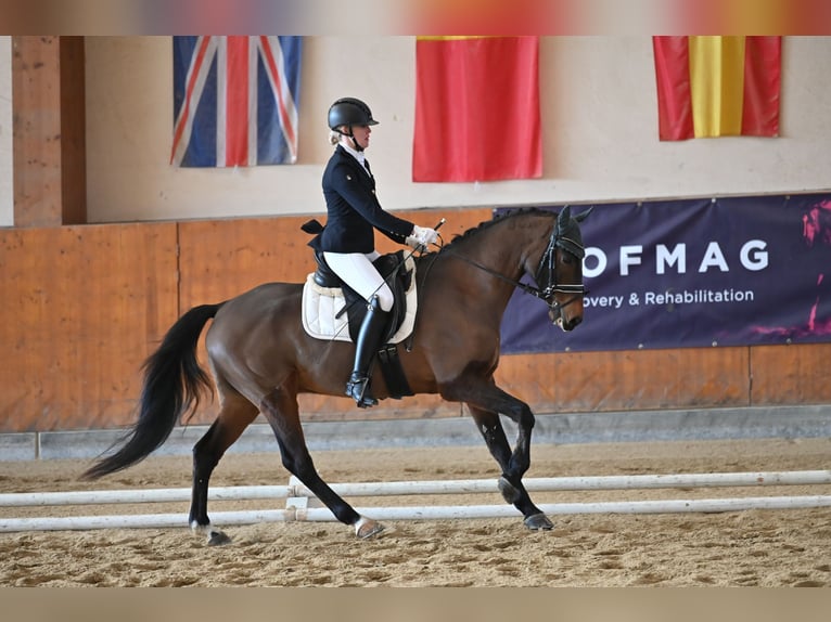 Węgierski koń sportowy Wałach 15 lat 161 cm Gniada in Kumberg