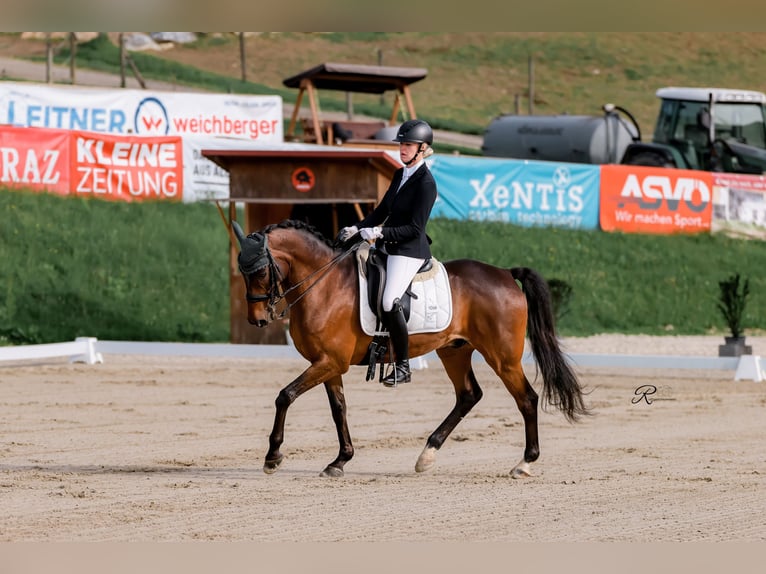 Węgierski koń sportowy Wałach 15 lat 161 cm Gniada in Kumberg