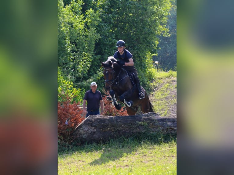 Węgierski koń sportowy Wałach 16 lat 168 cm Ciemnogniada in Sankt Johann