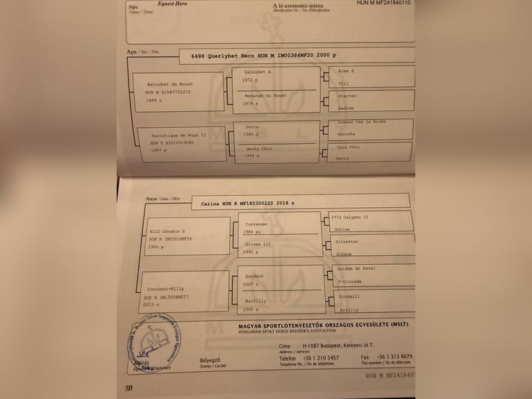 Węgierski koń sportowy Wałach 2 lat 165 cm Cisawa in Domaszék Equest Sport Lovarda