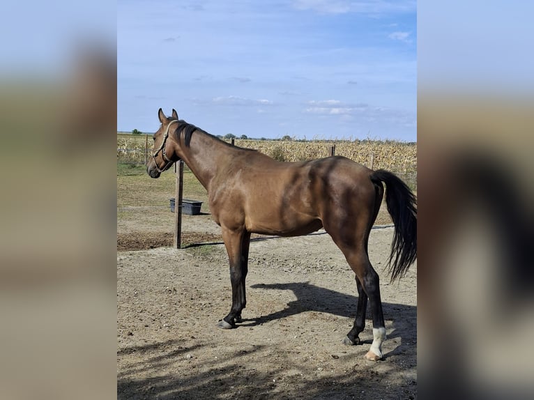 Węgierski koń sportowy Wałach 2 lat 168 cm Gniada in Győr
