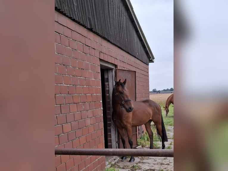 Węgierski koń sportowy Wałach 4 lat 143 cm Gniada in Schapen