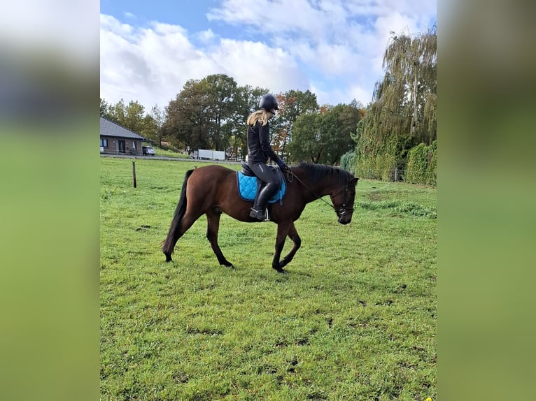 Węgierski koń sportowy Wałach 4 lat 143 cm Gniada in Schapen